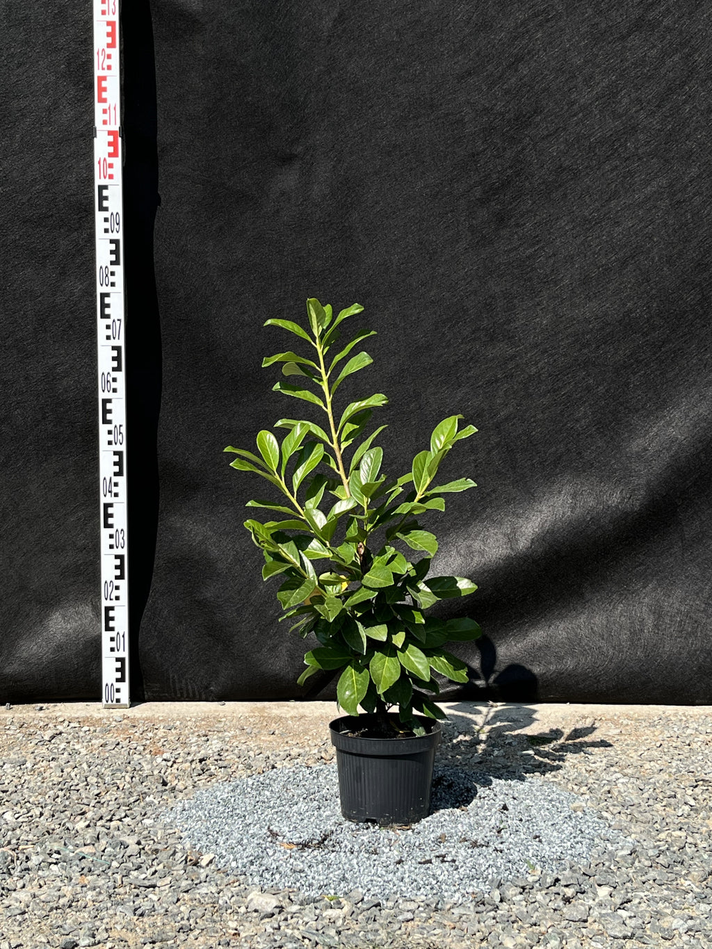 Prunus laurocerasus 'Novita' - Babérmeggy Sövényhez