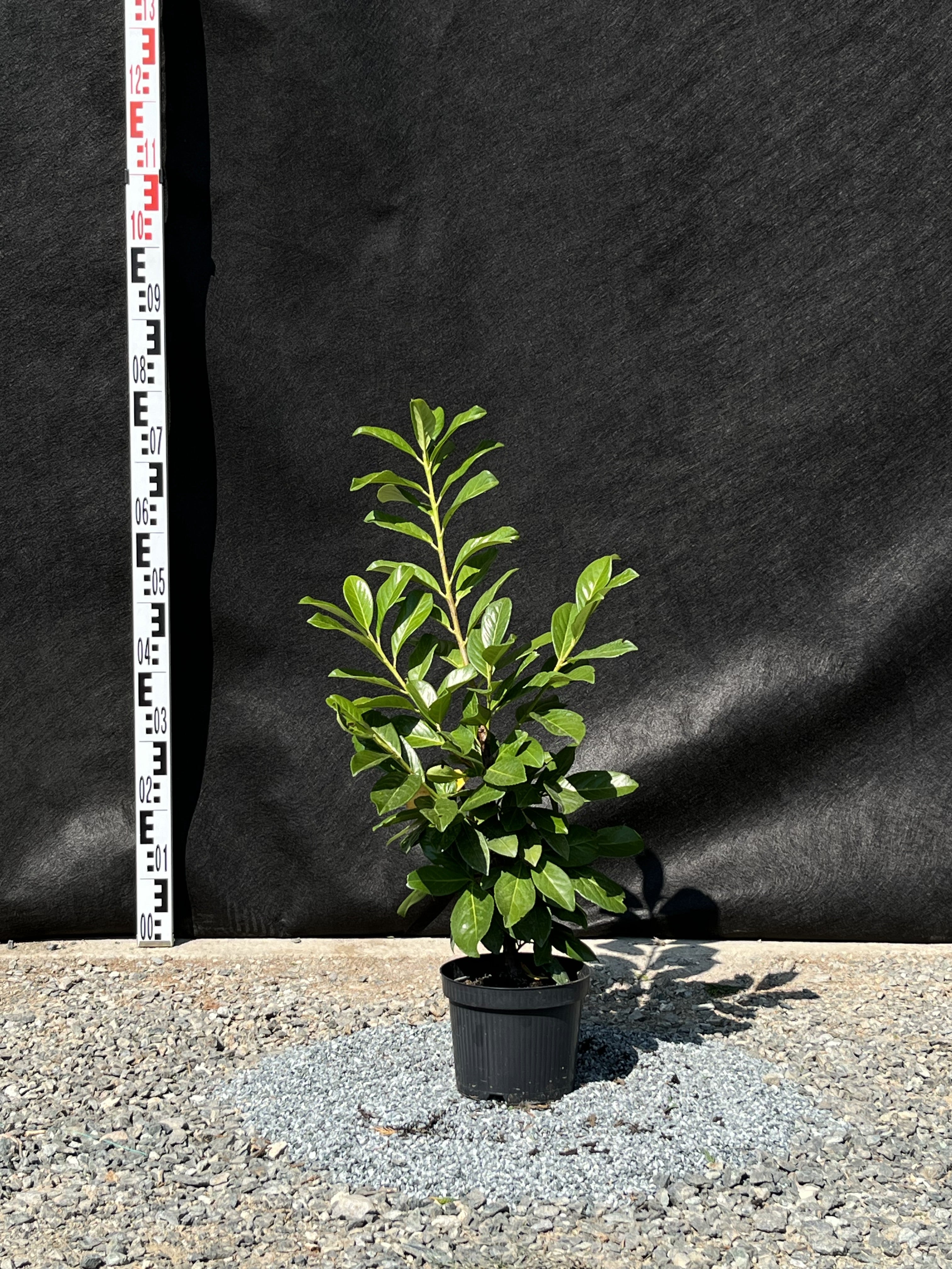 Prunus laurocerasus 'Novita' - Babérmeggy Sövényhez