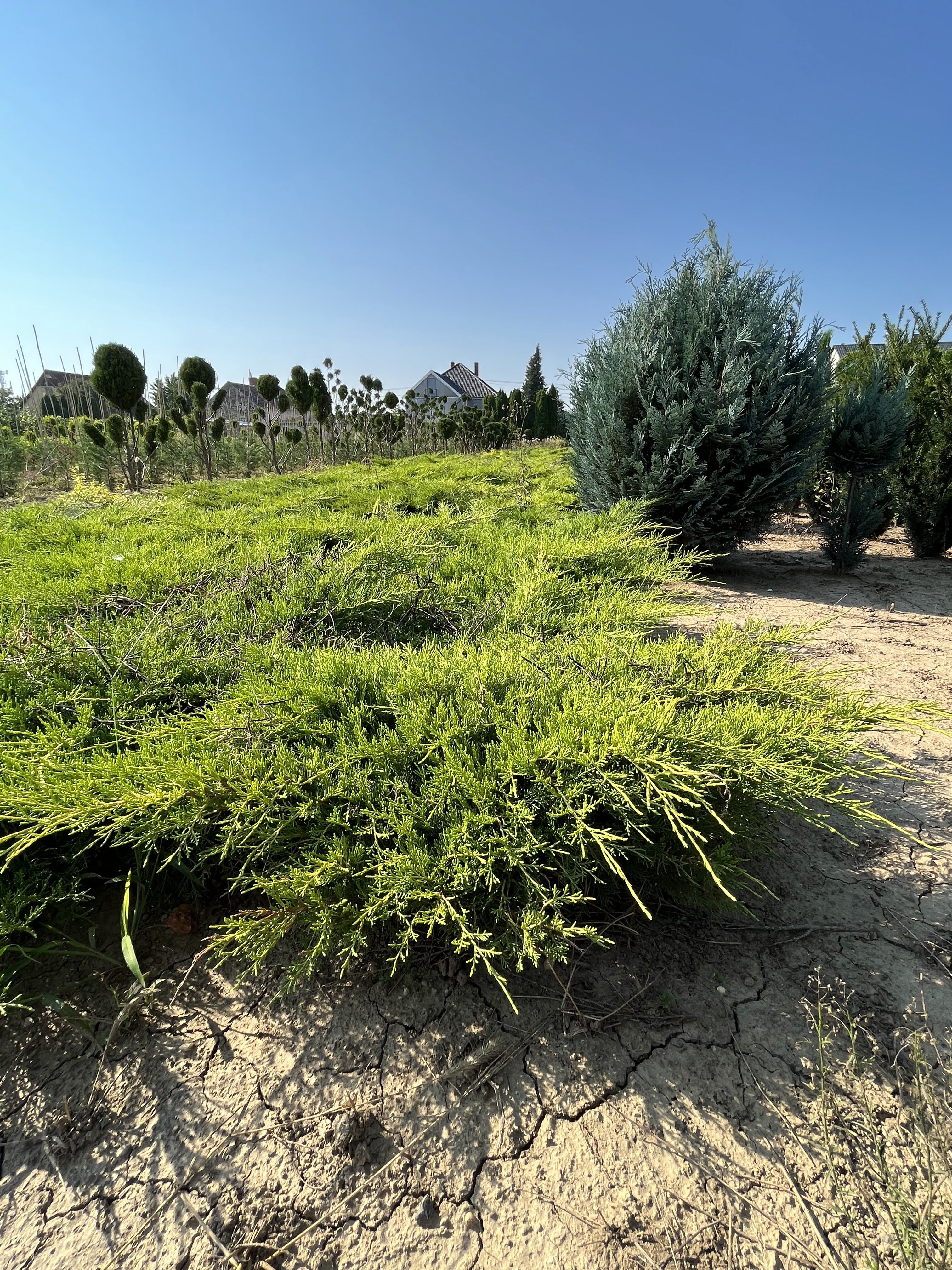 Juniperus media 'Old Gold' - Aranyboróka 120-140cm