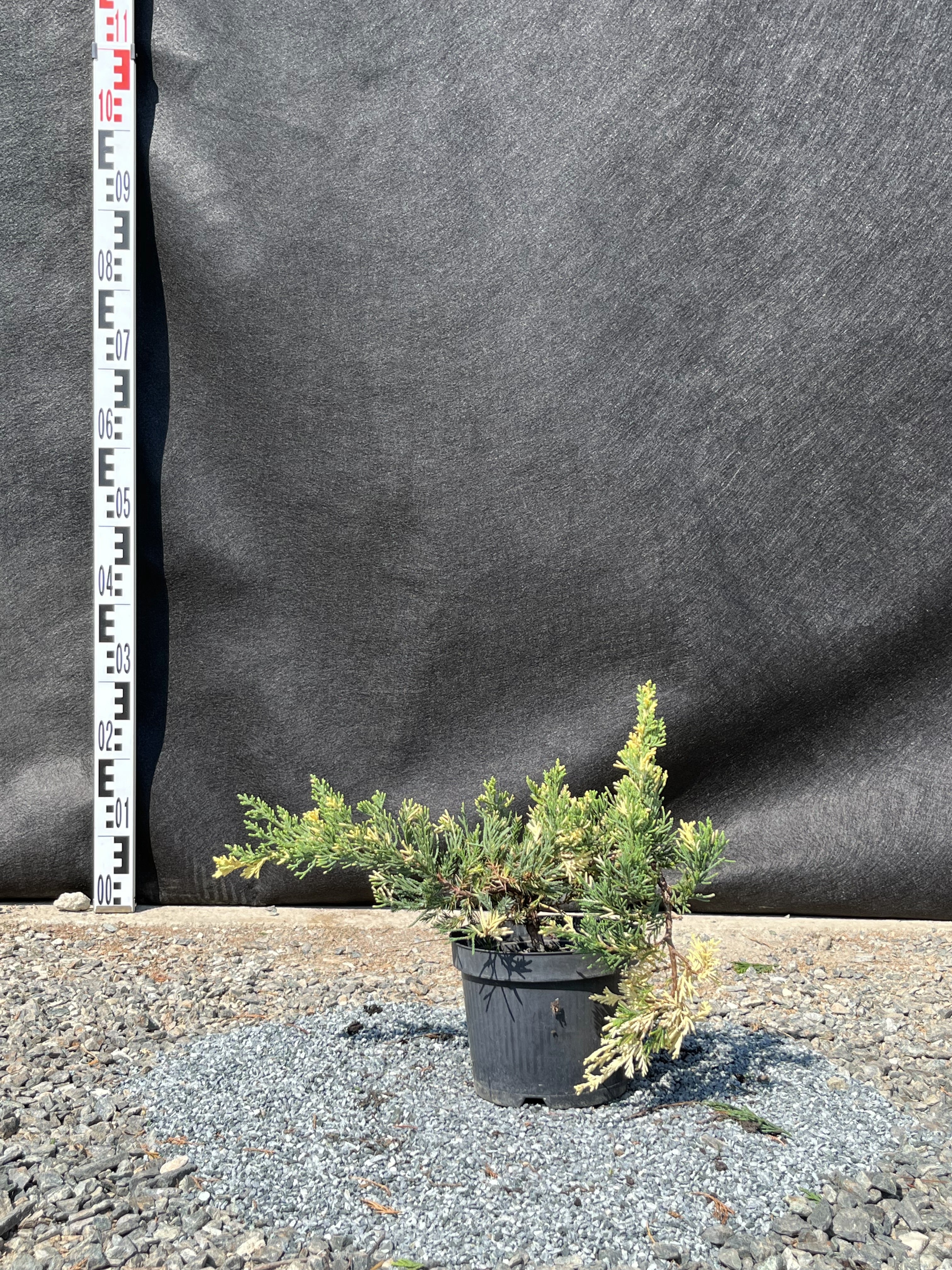 Juniperus sabina 'Variegata' - Tarka Boróka 30-50cm