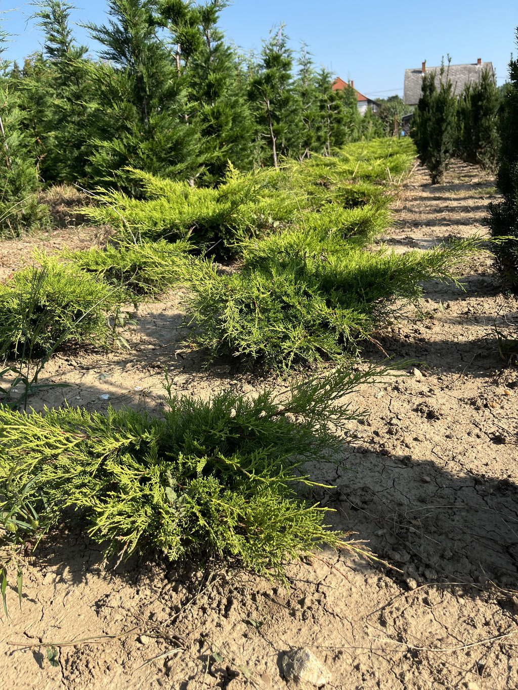 Juniperus media 'Old Gold' - Aranyboróka 120-140cm