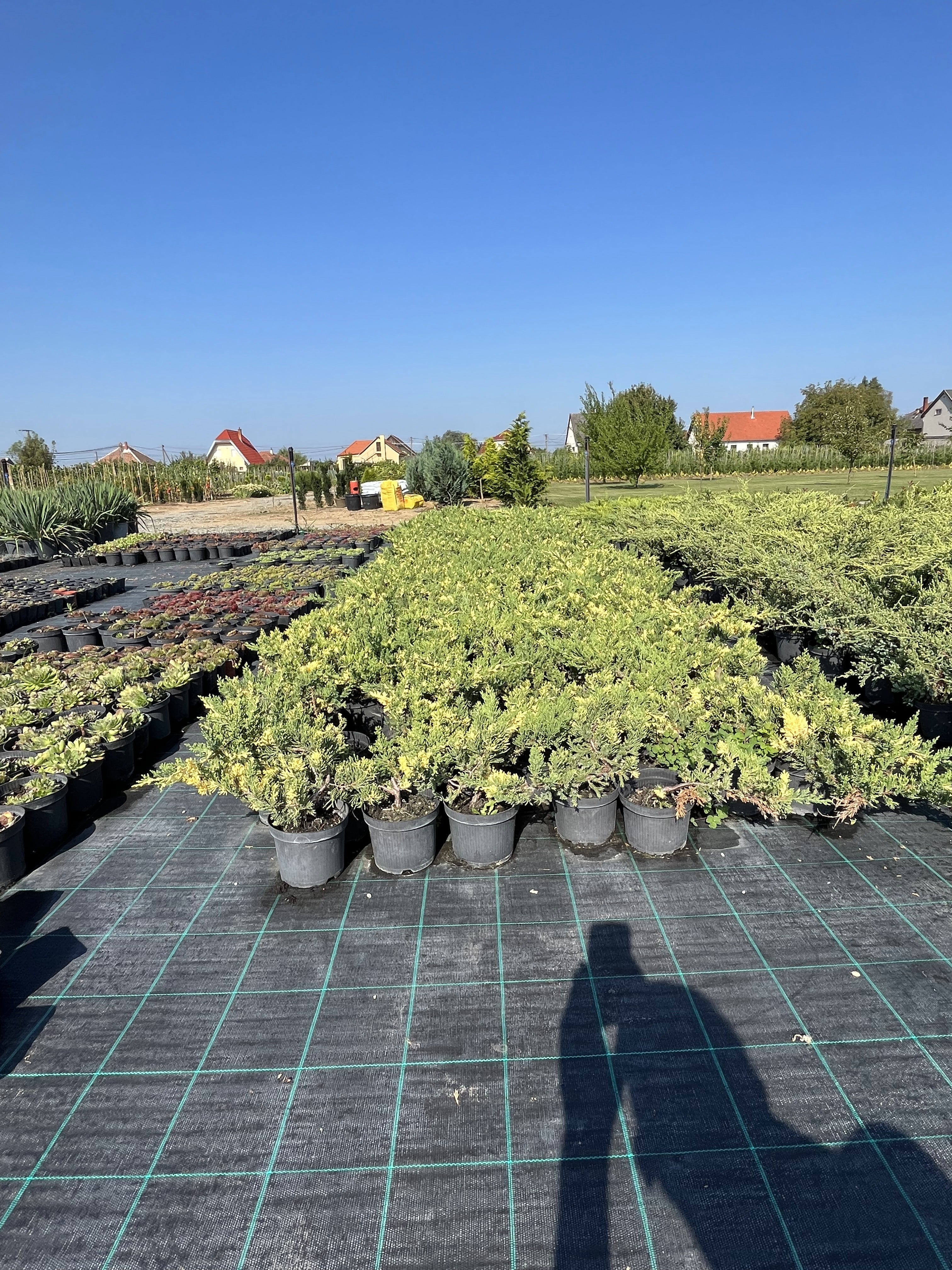 Juniperus sabina 'Variegata' - Tarka Boróka 30-50cm