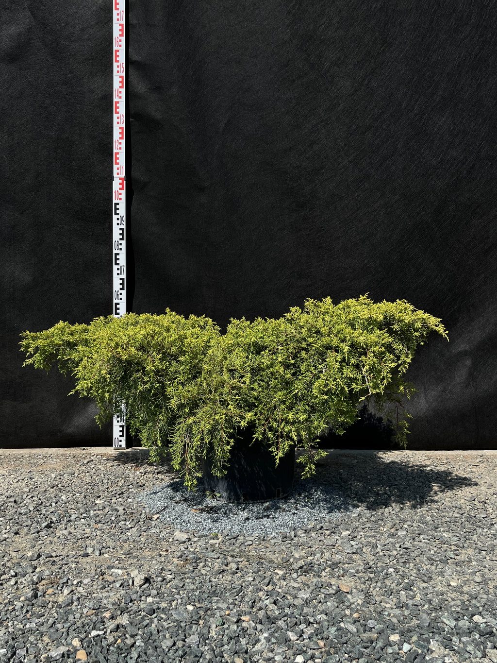 Juniperus media 'Old Gold' - Aranyboróka 120-140cm