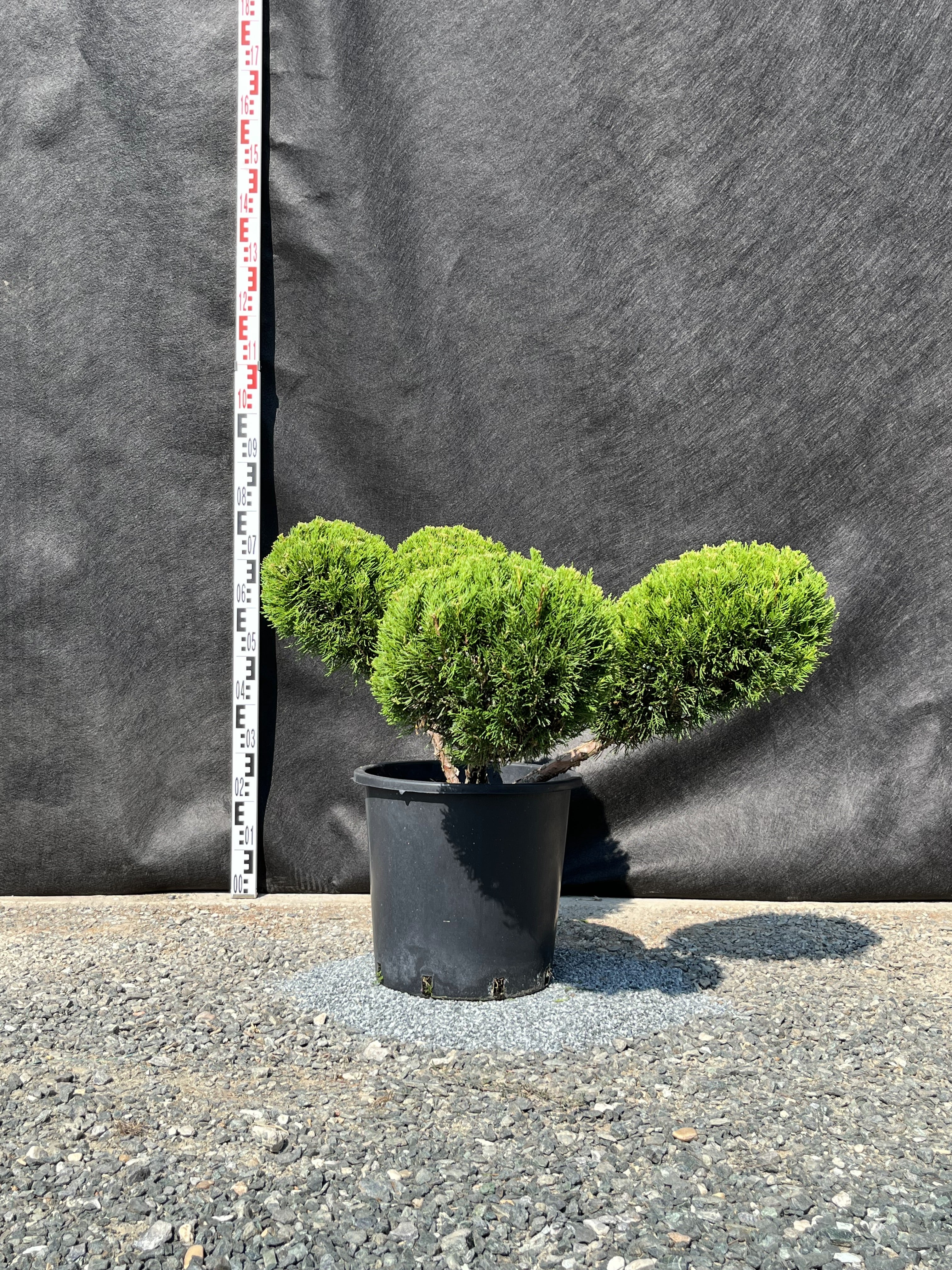 Juniperus media 'Old Gold' – Goldener Wacholder, 110–130 cm, Gartenscheren-Set