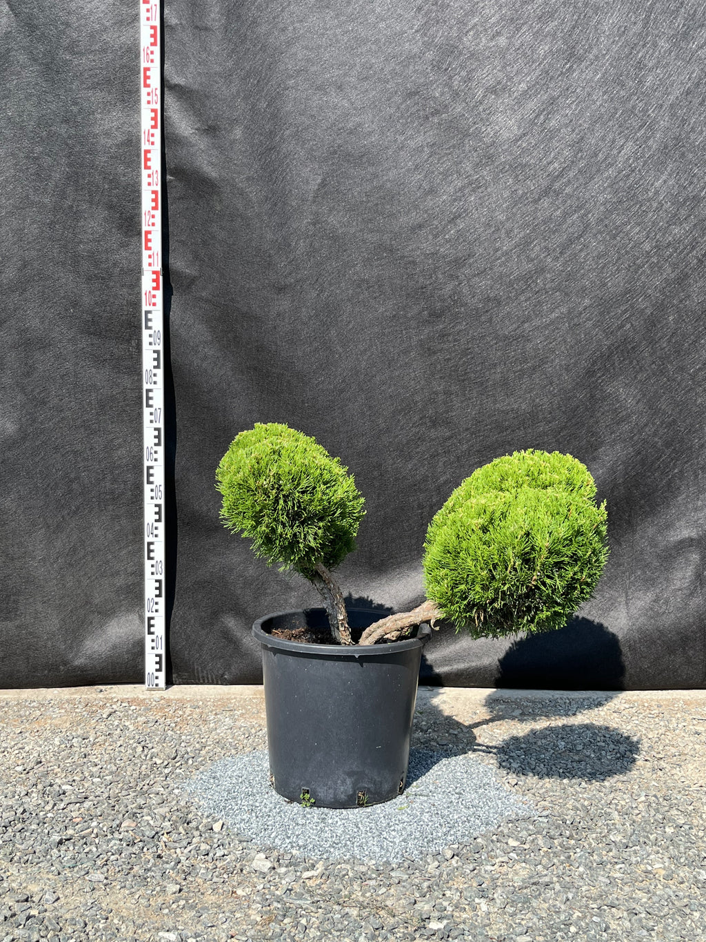 Juniperus media 'Old Gold' – Goldener Wacholder, 110–130 cm, Gartenscheren-Set