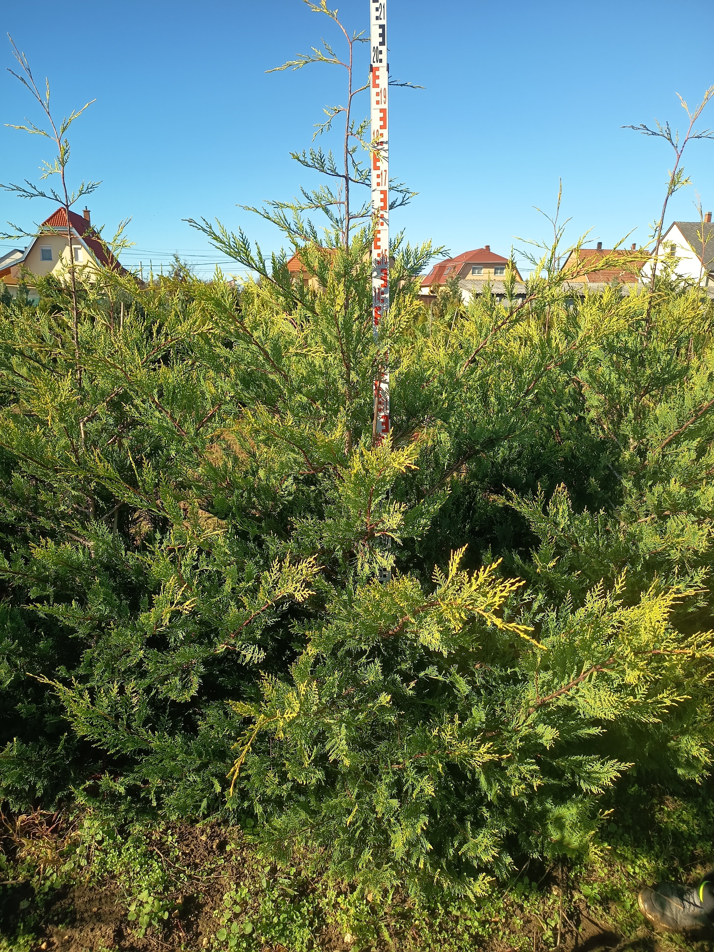 Leyland Ciprus 'Castlewellan Gold' - Földlabdás