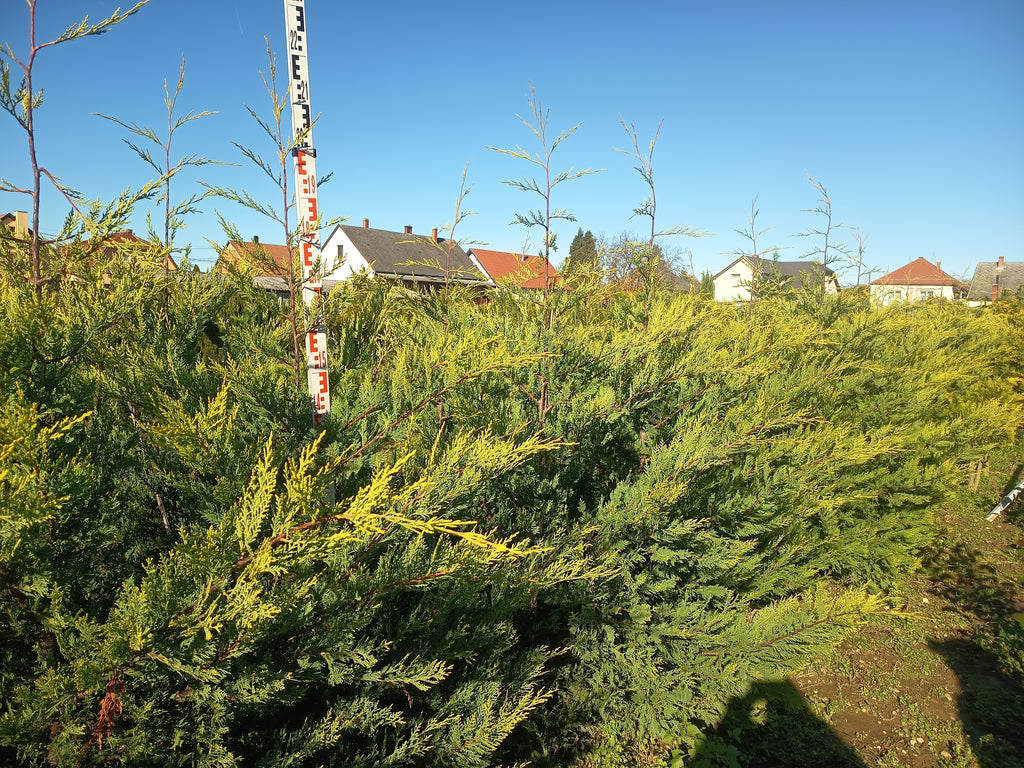 Leyland Cyprus 'Castlewellan Gold' - Groundball