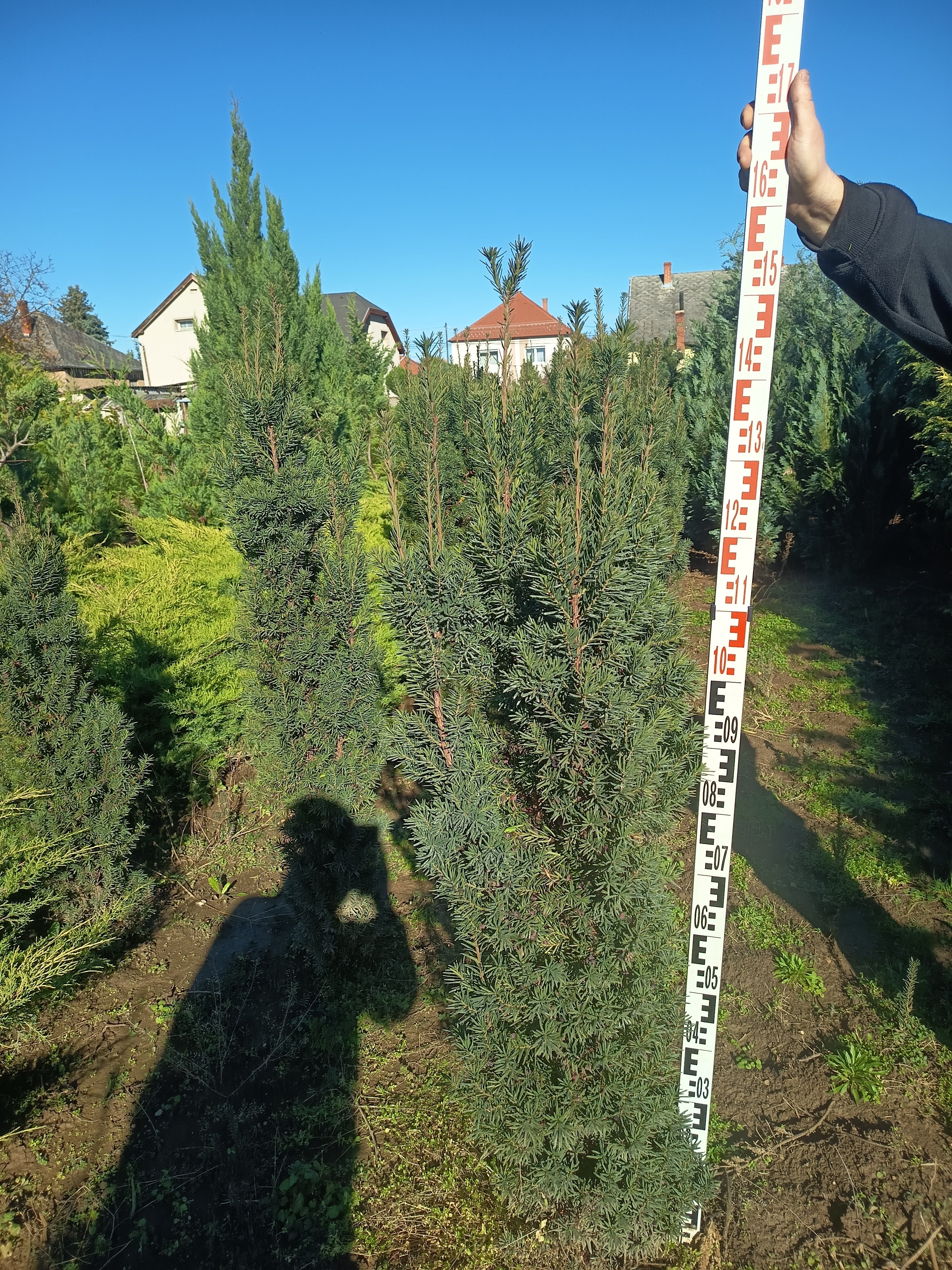 Taxus media 'Hicksii' - Földlabdás - Tiszafa 160-180cm