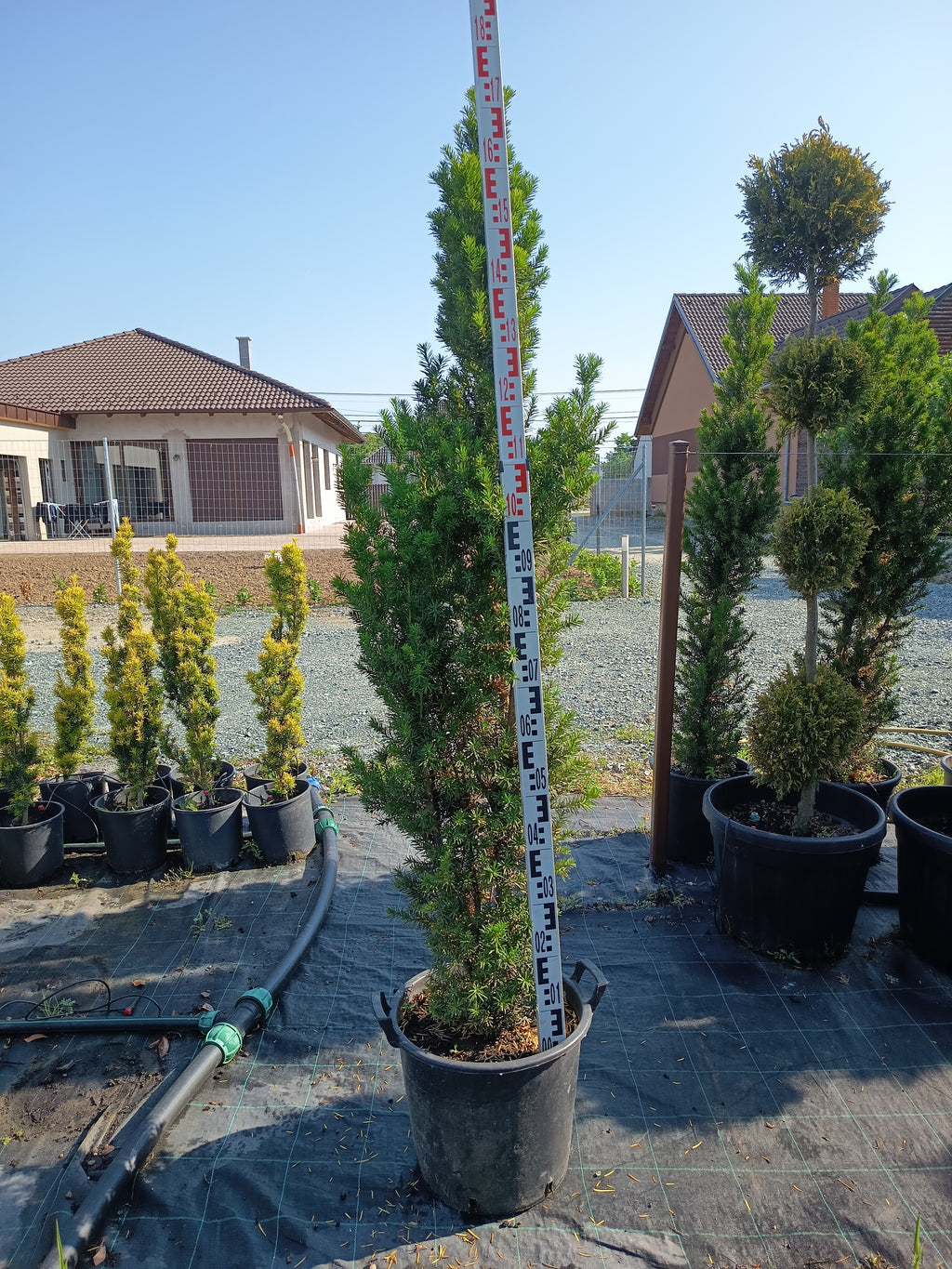 Taxus media 'Hicksii' – Container – Eibe 160–180 cm