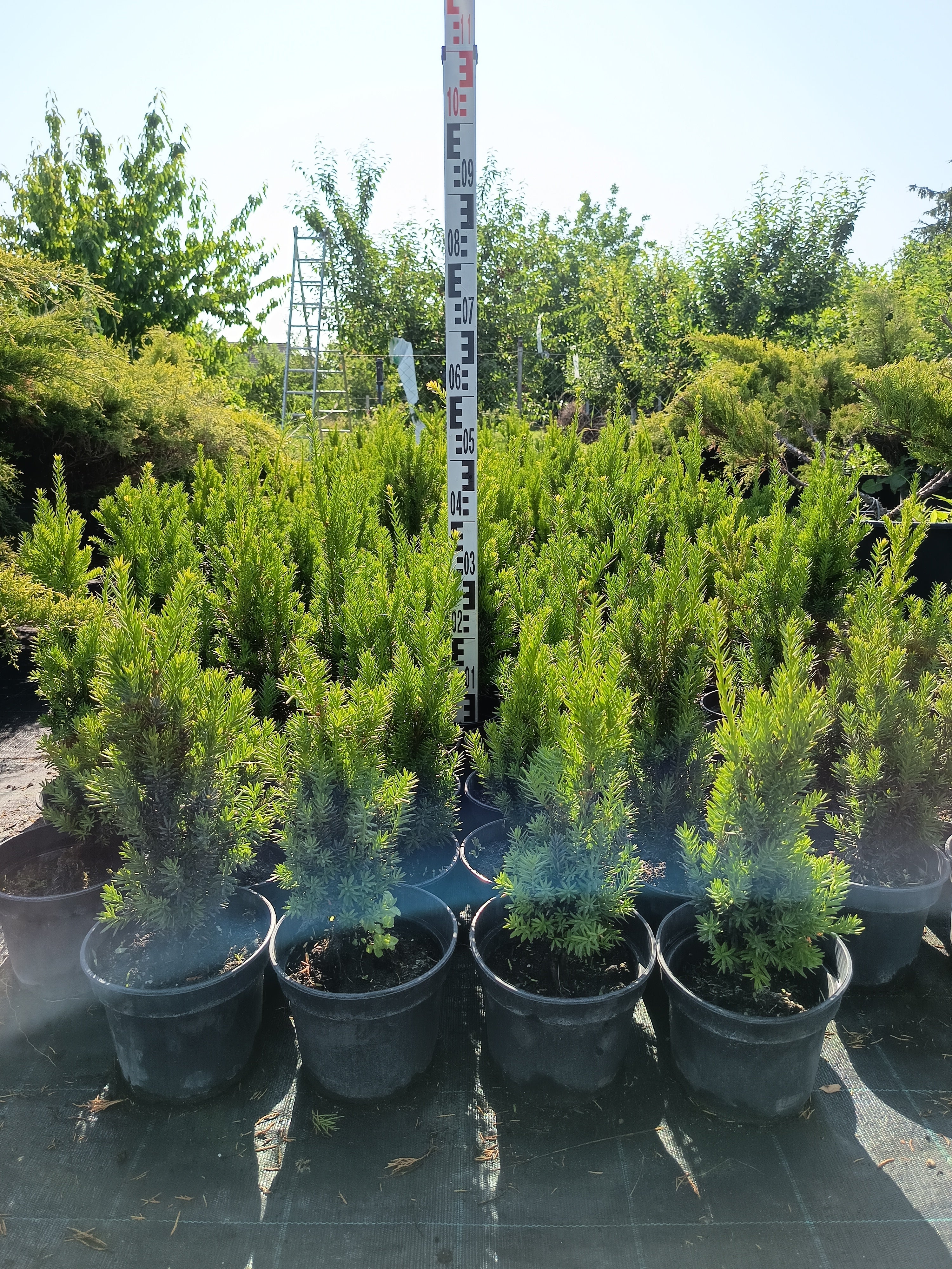 Taxus media 'Hillii' - Tiszafa 40-50 cm
