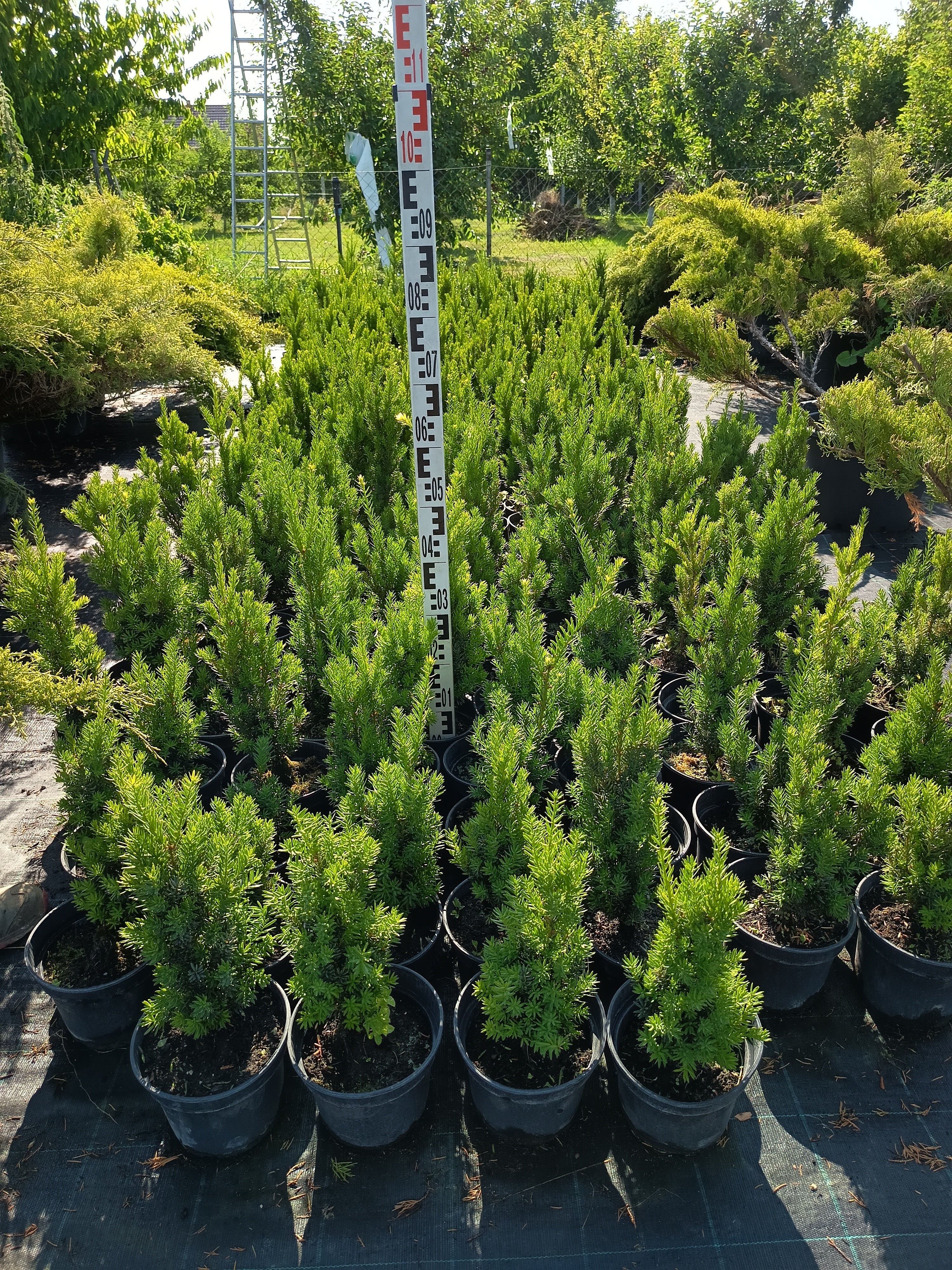Taxus media 'Hillii' - Tiszafa 40-50 cm