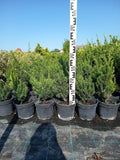 Taxus media 'Hillii' - Eibe 40-50 cm