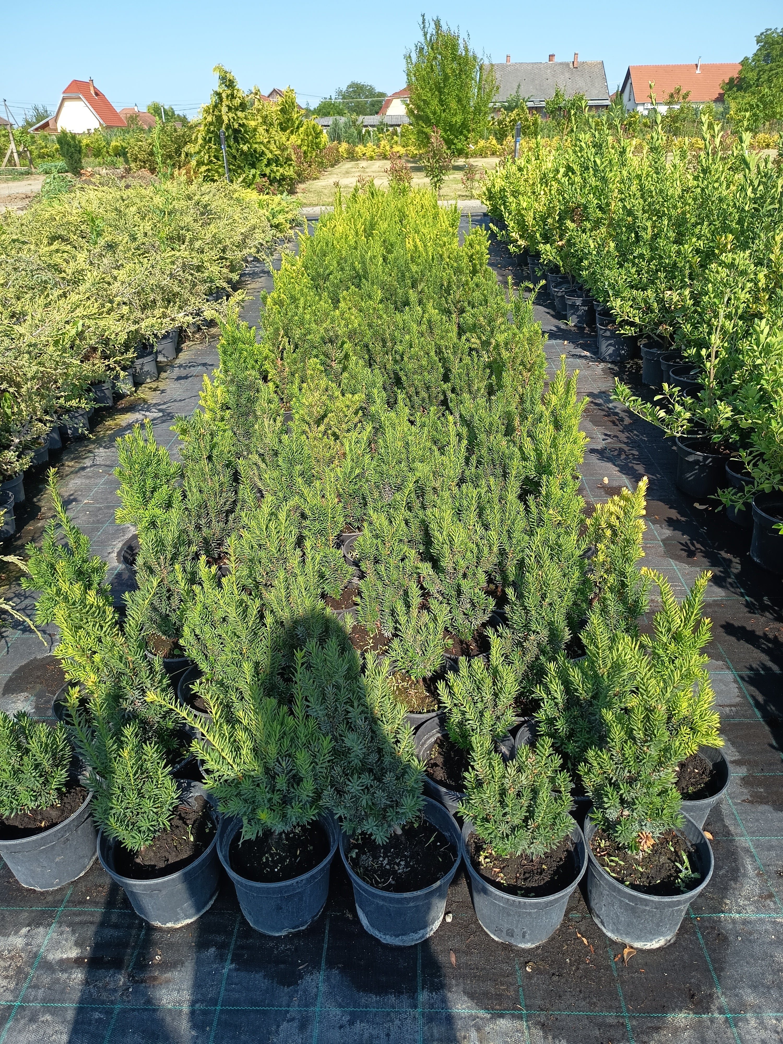 Taxus media 'Hillii' - Tiszafa 40-50 cm