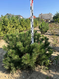 Pinus Mugo Var. 'Pumilio' - Schneekiefer 60-80cm