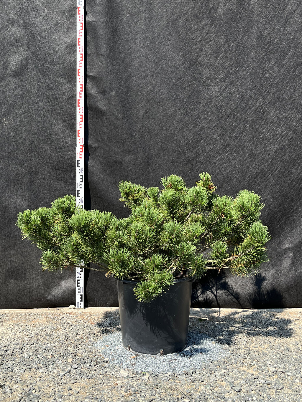 Pinus Mugo Var. 'Pumilio' - Schneekiefer 60-80cm
