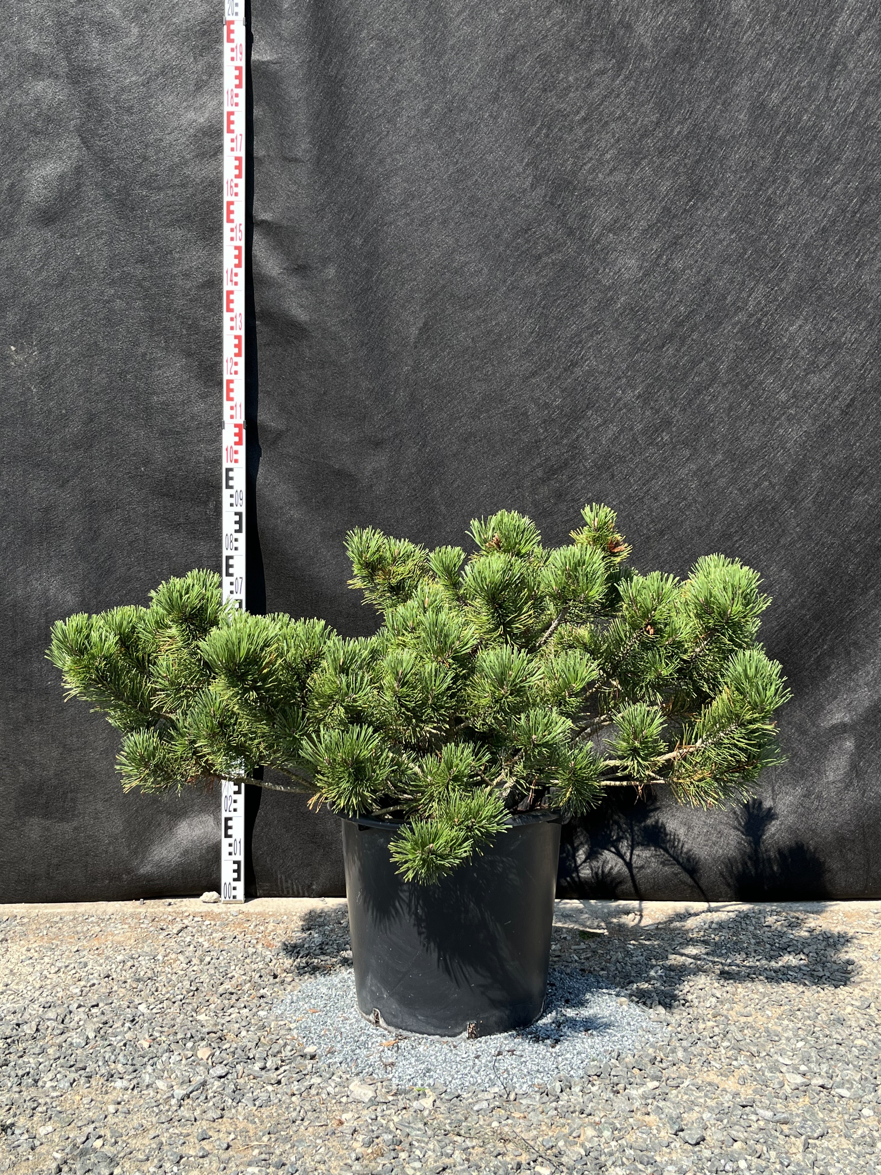Pinus mugo var. 'Pumilio' – Havasi törpefenyő  60-80cm