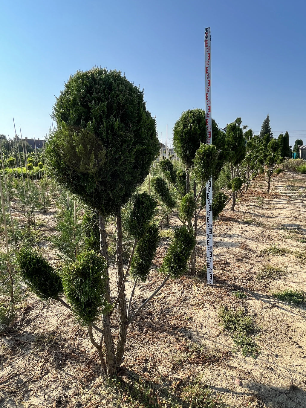 Wacholder 'Spartan' - Oszlopos Boróka 160-180 cm Formametszett