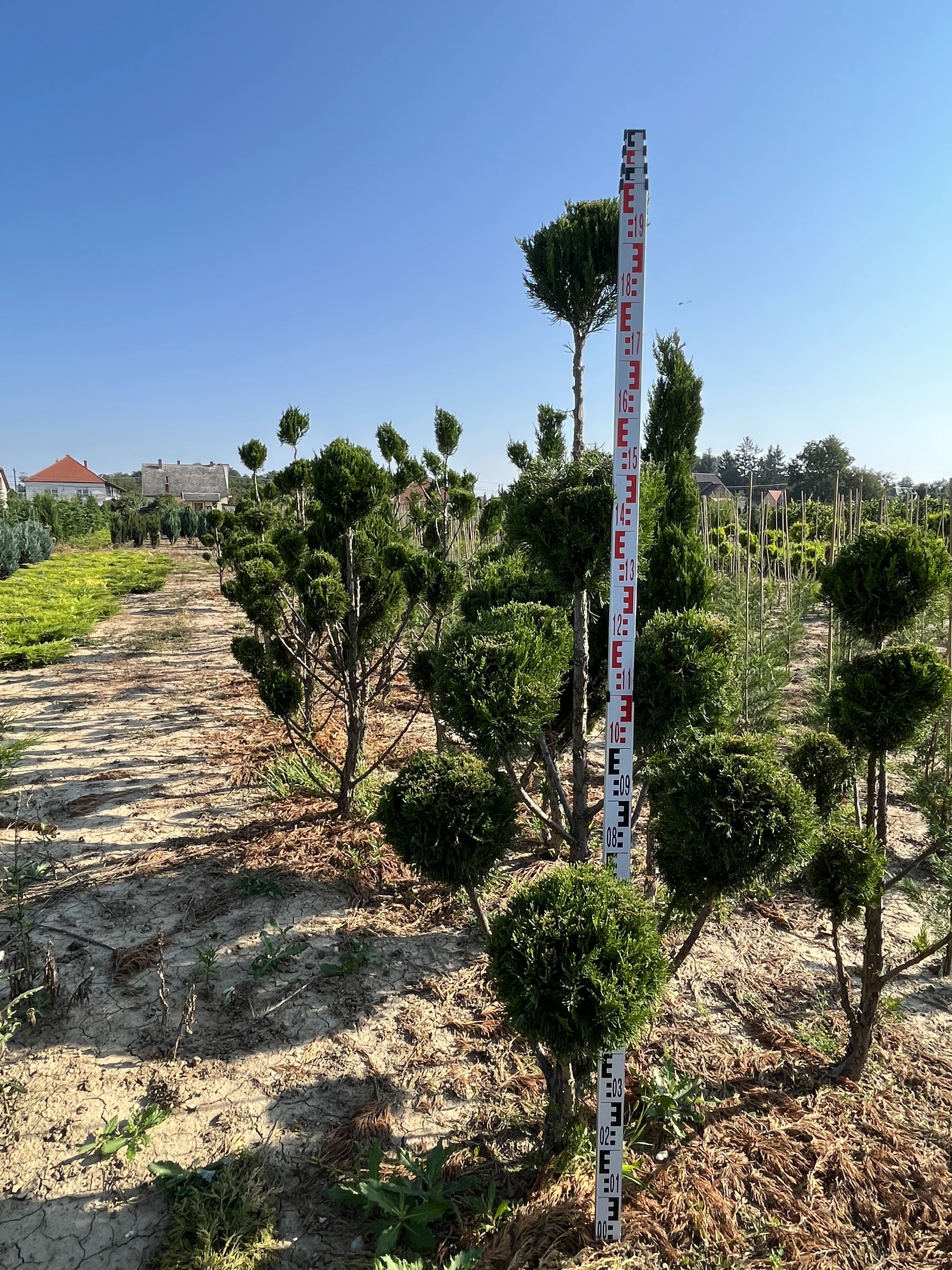 Juniperus 'Spartan' - Oszlopos Boróka 160-180 cm Formametszett