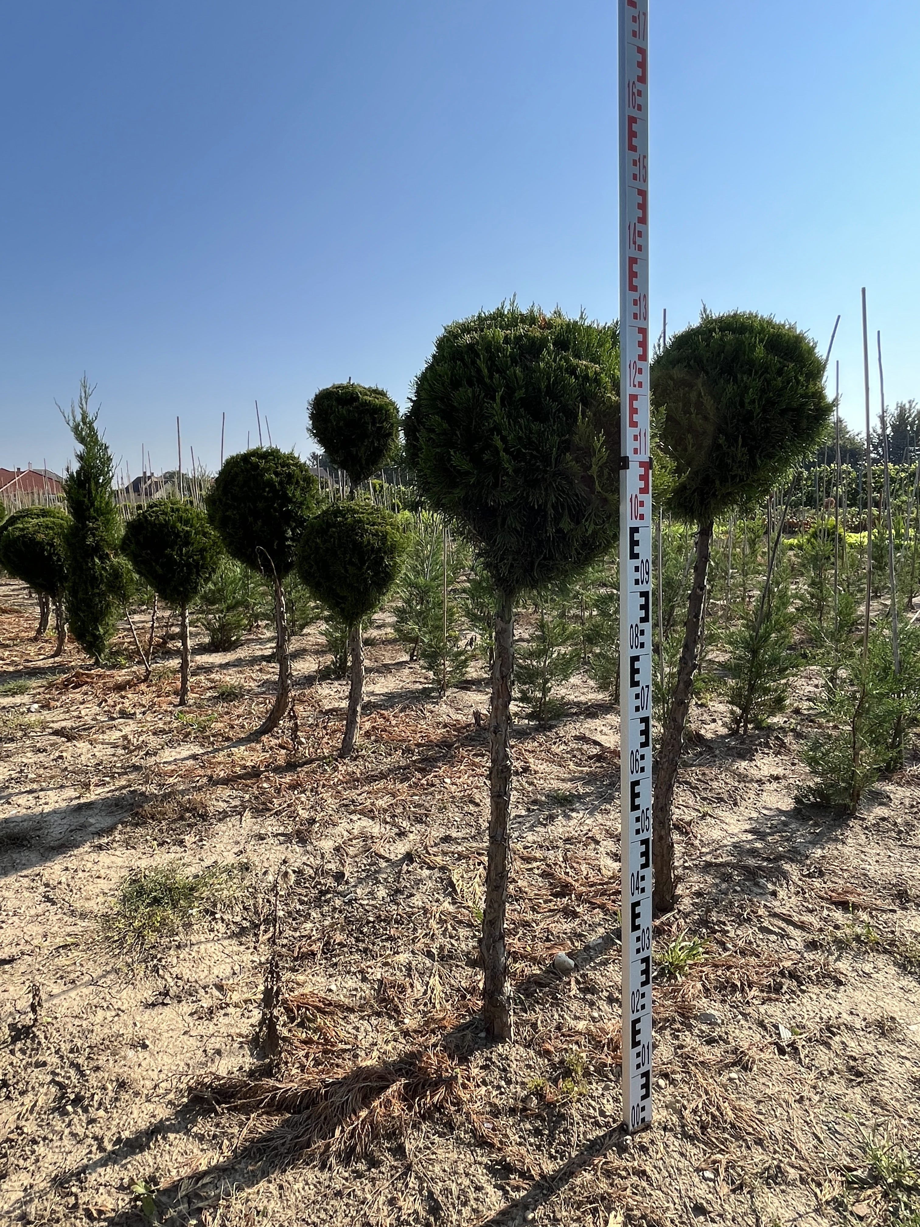 Wacholder 'Spartan' - Oszlopos Boróka 160-180 cm Formametszett