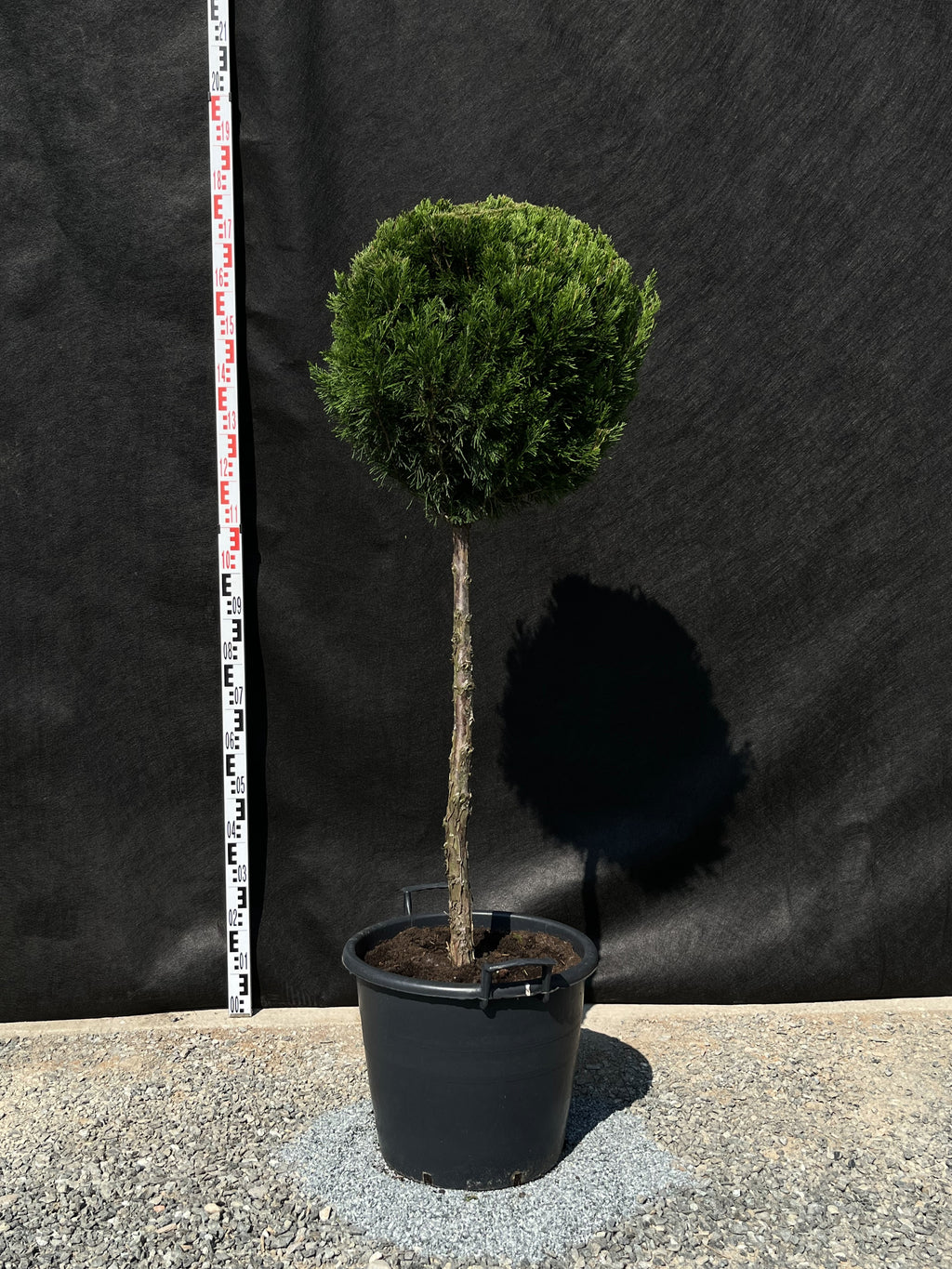 Wacholder 'Spartan' - Oszlopos Boróka 160-180 cm Formametszett