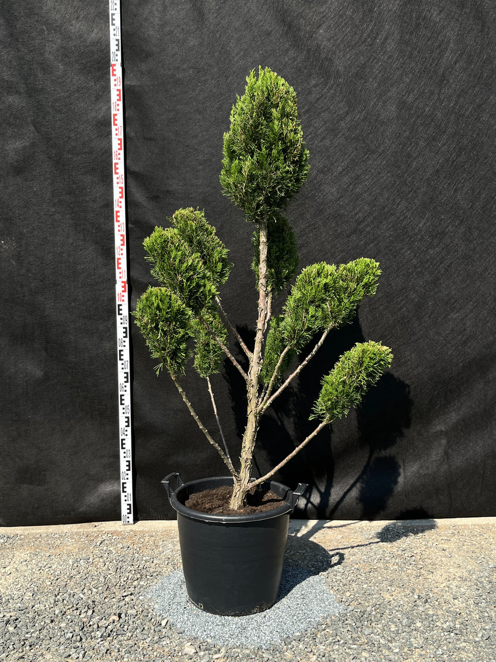 Wacholder 'Spartan' - Oszlopos Boróka 160-180 cm Formametszett
