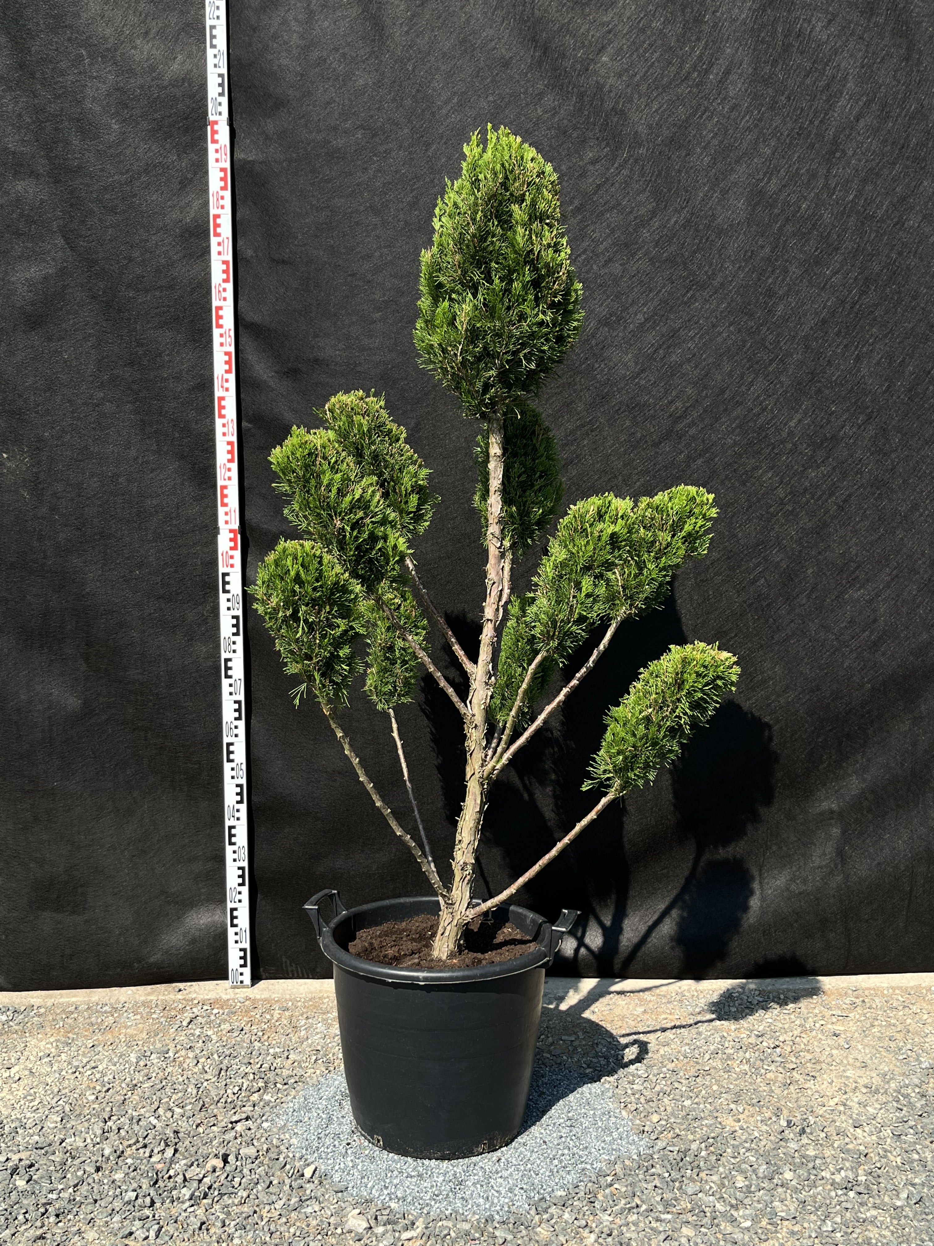 Wacholder 'Spartan' - Oszlopos Boróka 160-180 cm Formametszett