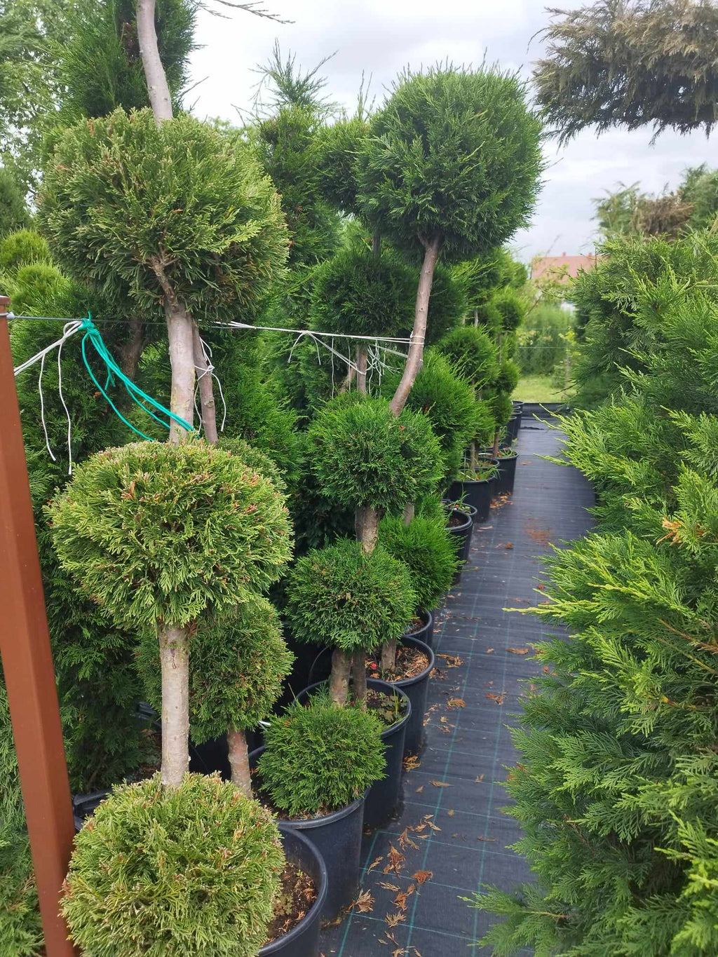 Cupressocyparis leylandii - Leylandii 4-5 Kugelform