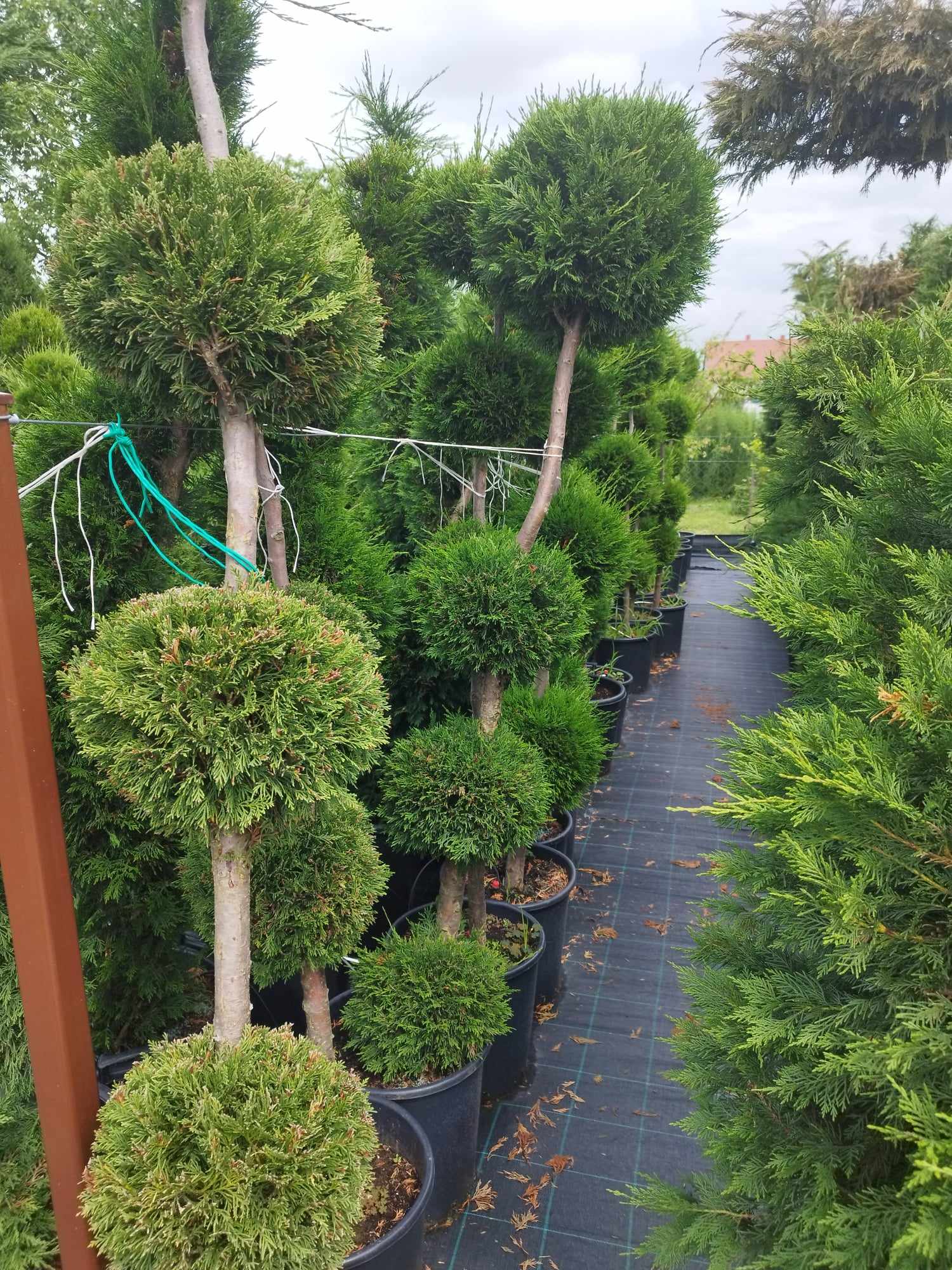 Cupressocyparis leylandii - Leylandii 4-5 Gömb Forma