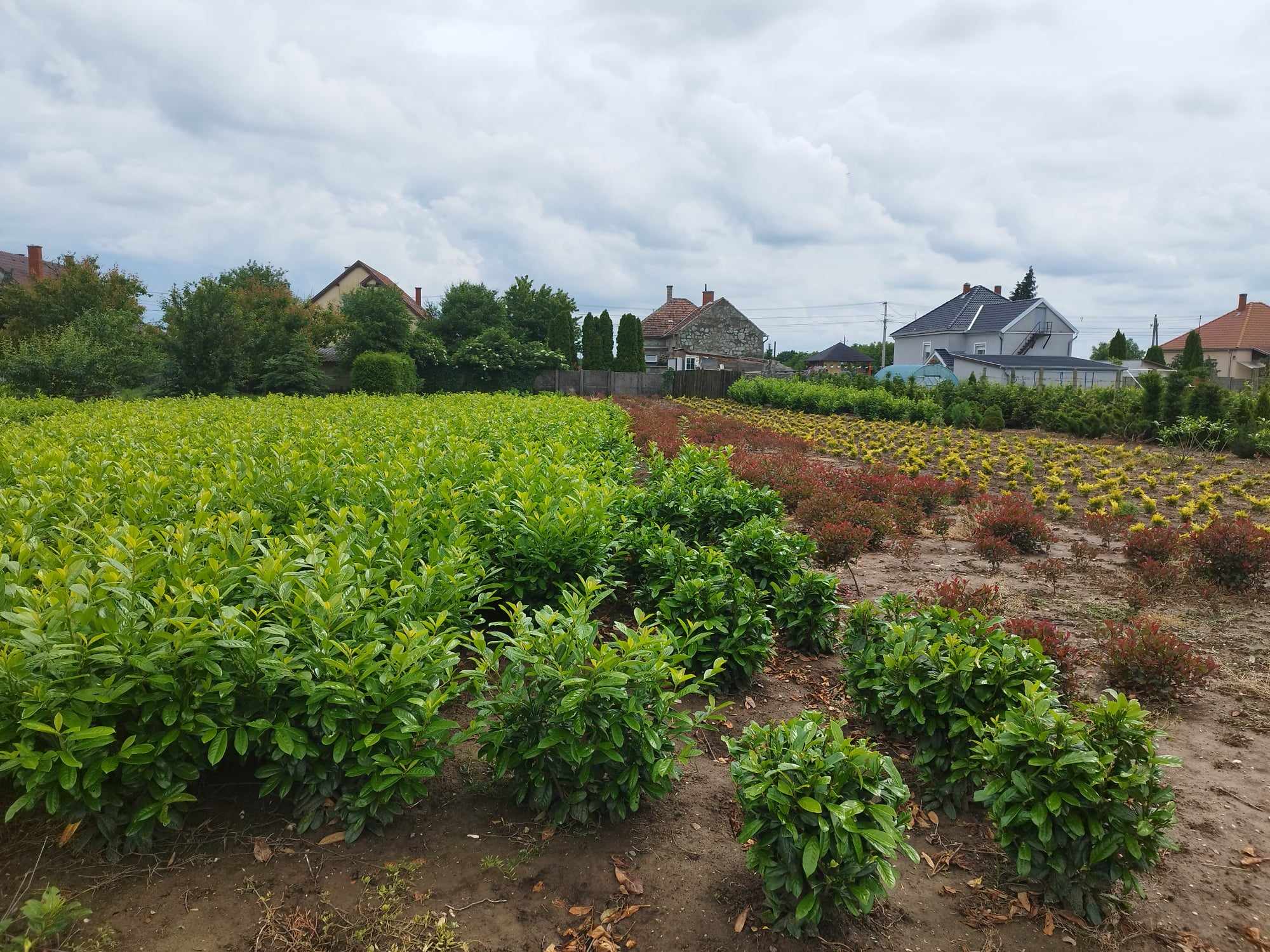 Prunus laurocerasus 'Novita' - Babérmeggy Sövényhez