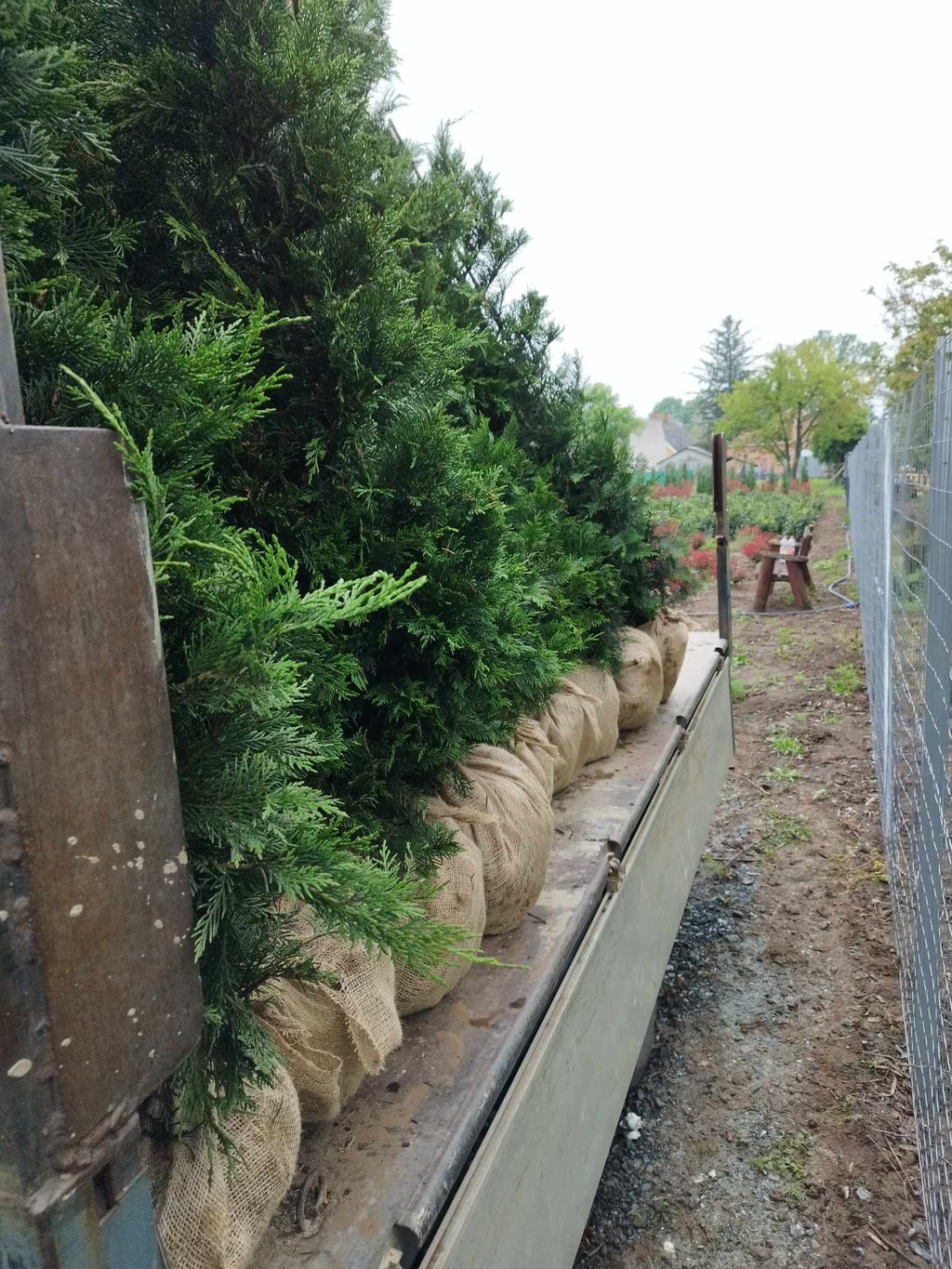 Cupressocyparis leylandii - Leylandii Für Hecken 200–220 cm