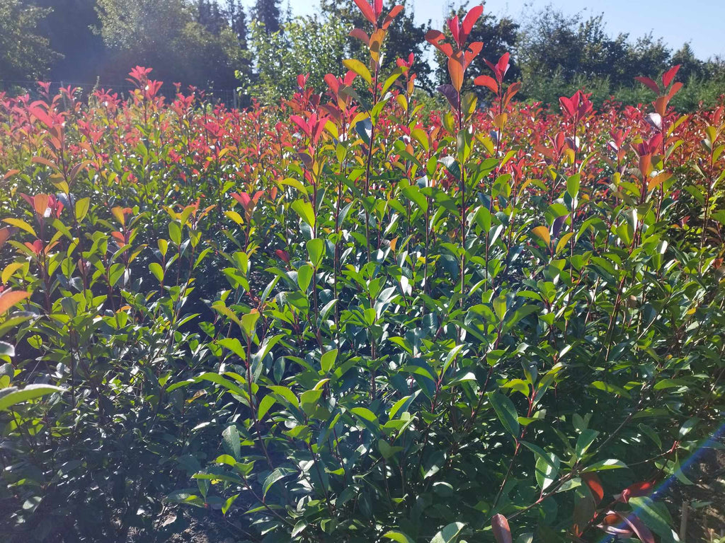 Photinia fraseri 'Red Robin' - Vörös korallberkenye 140-160