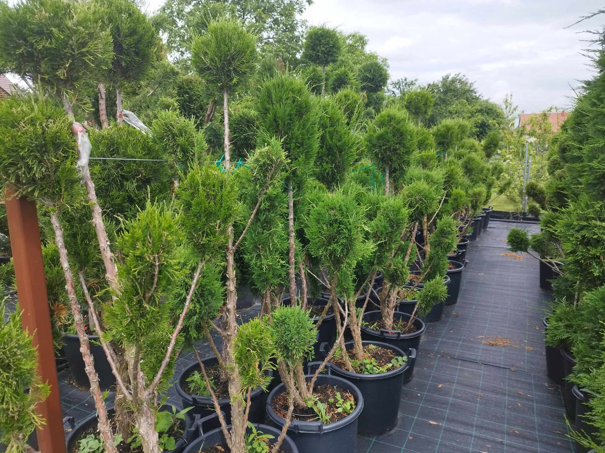 Juniperus 'Spartan' - Oszlopos Boróka 160-180 cm Formametszett