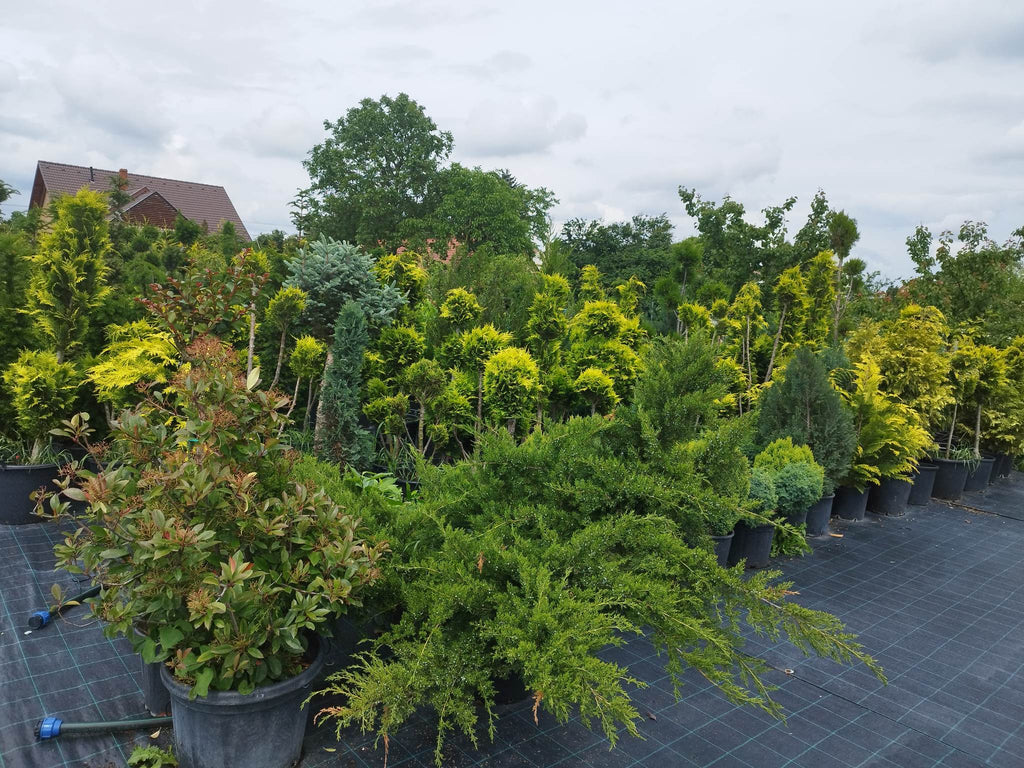 Juniperus media 'Old Gold' – Goldener Wacholder 200 cm