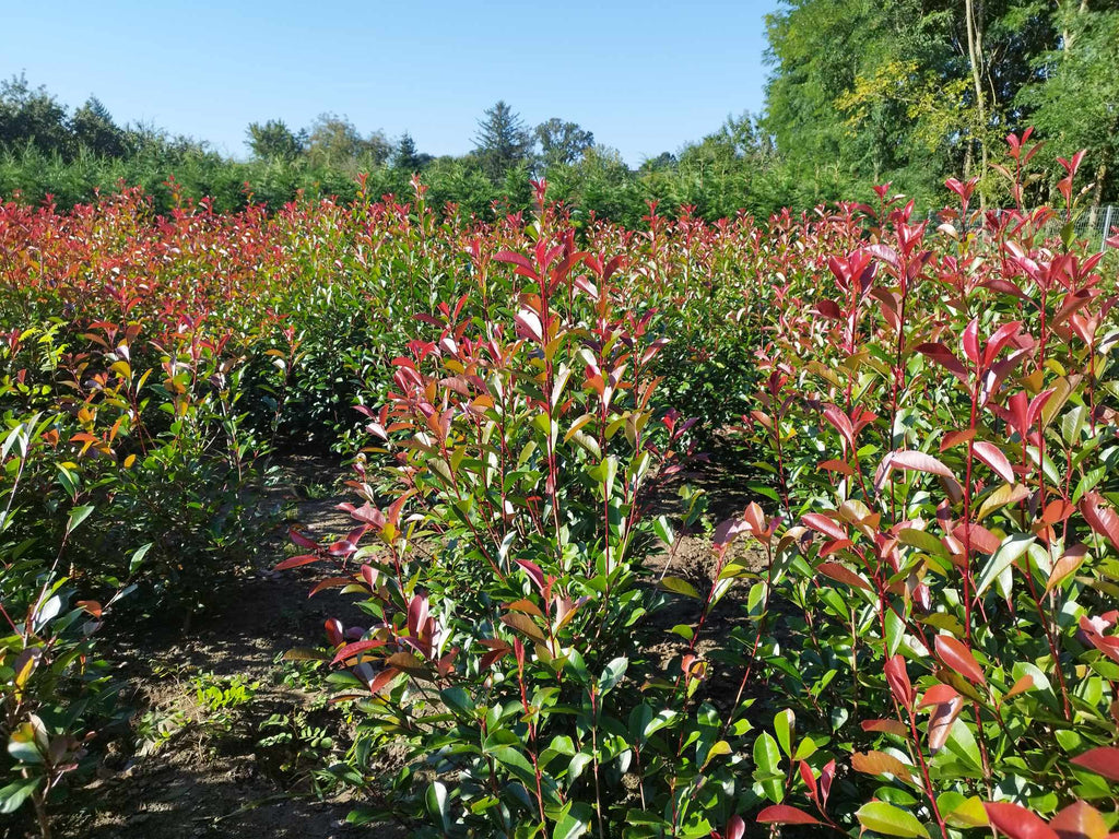 Photinia fraseri 'Red Robin' - Vörös korallberkenye 140-160
