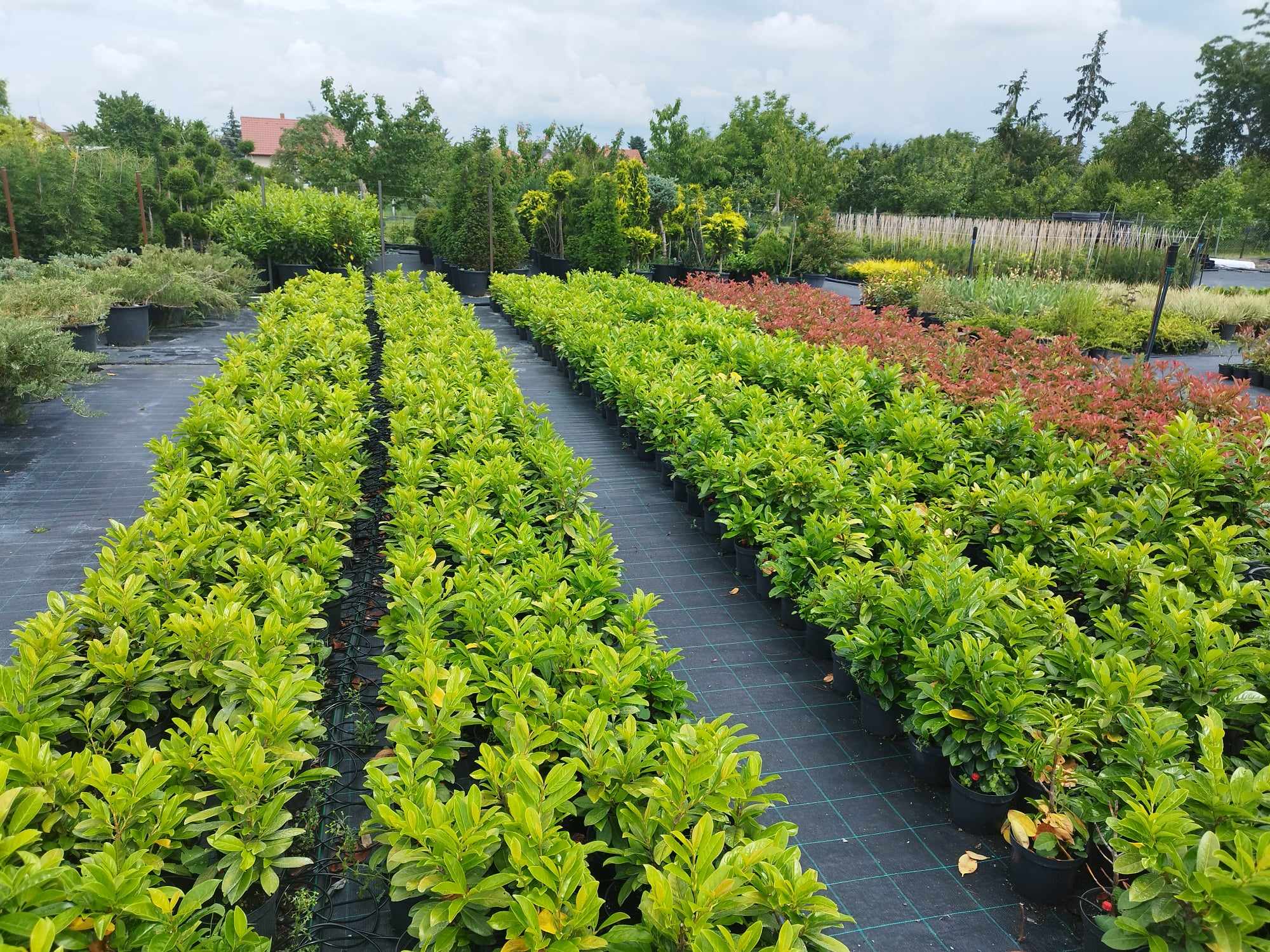 Prunus laurocerasus 'Novita' - Babérmeggy Sövényhez