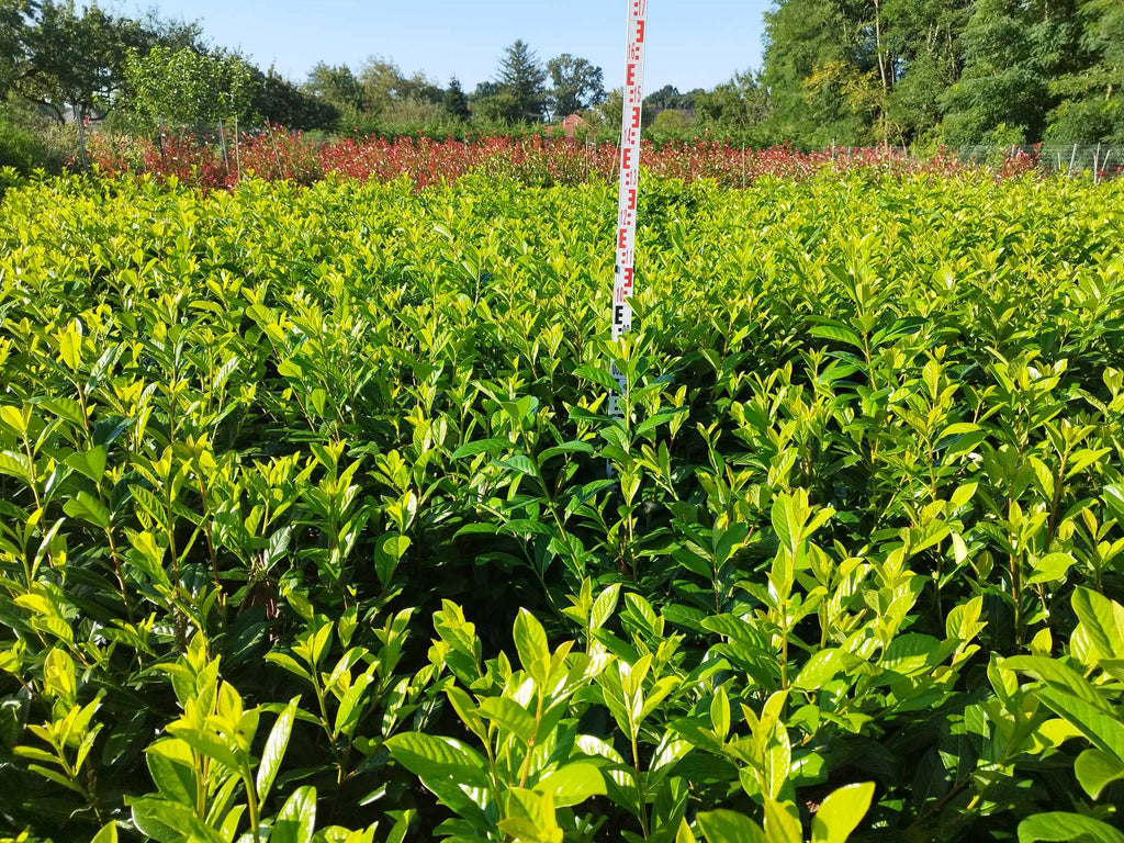 Prunus laurocerasus 'Novita' - Babérmeggy Sövényhez
