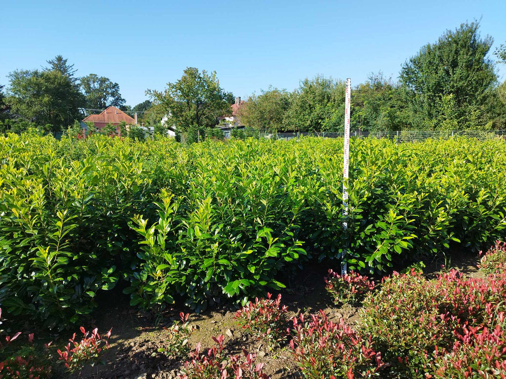 Prunus laurocerasus 'Novita' - Babérmeggy Sövényhez