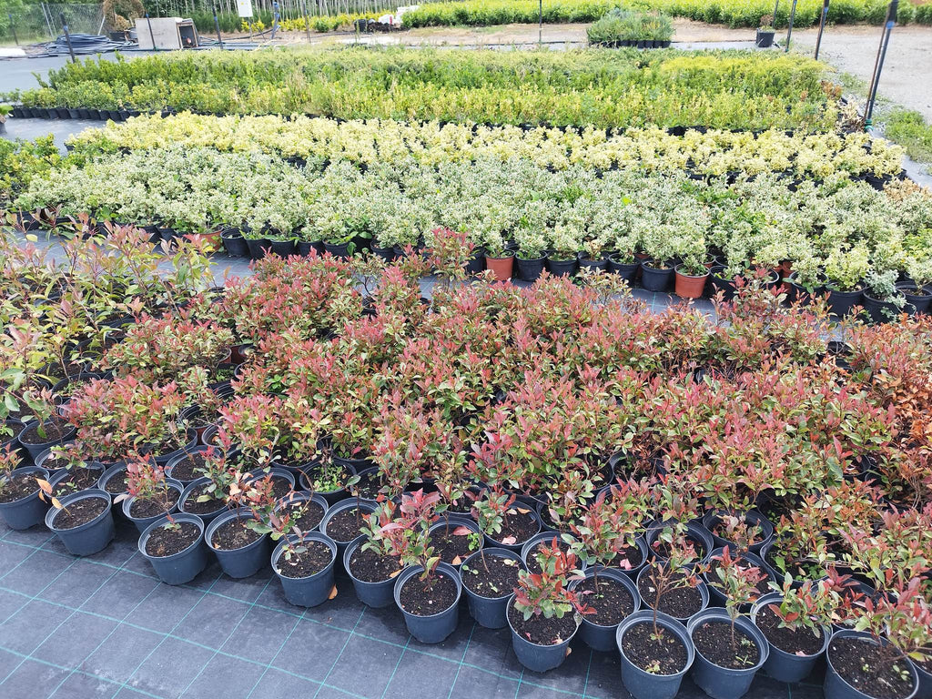 Photinia fraseri 'Red Robin' – Rote Korallen-Glockenblume, 50–70 cm
