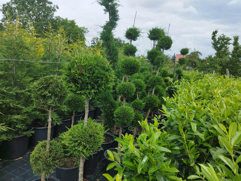 Cupressocyparis leylandii – Leyland-Zypresse (Kugelförmig) – 3 Kugeln – 120–150 cm