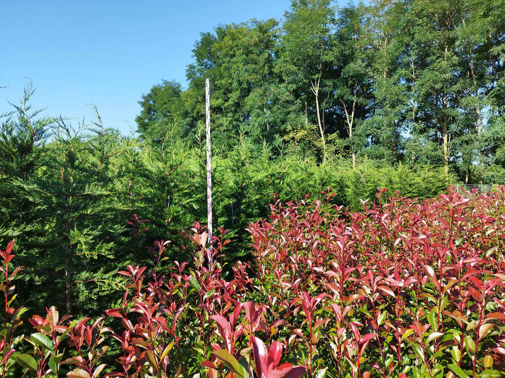 Photinia fraseri 'Red Robin' - Vörös korallberkenye 140-160